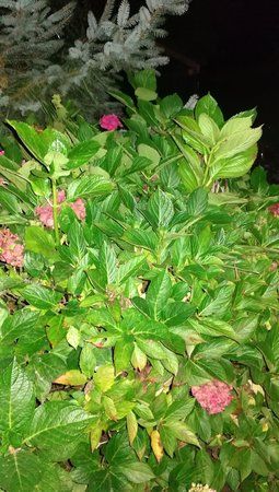 IMG_20170928_224110.jpg