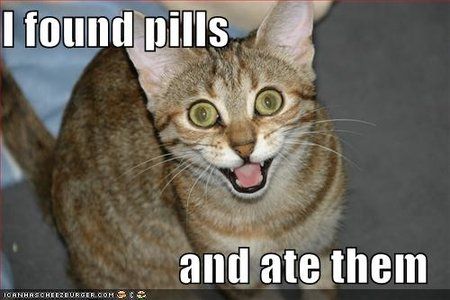 lolcat-funny-picture-found-pills-ate-eat_131902699269.jpg