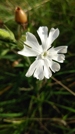 AH-Blume.jpg