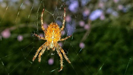 spider2.jpeg