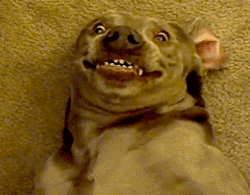 Lustige-Hunde-88028.gif