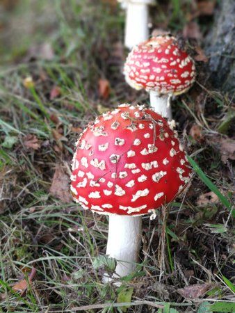 2017-10-14 17.41.55.jpg