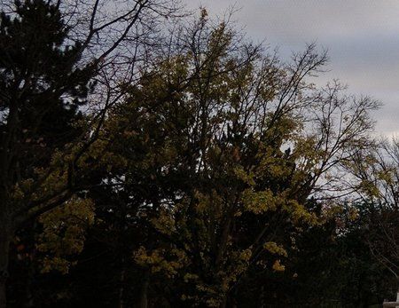 1004-op5-google-camera-auto-focus-hdr-auto-freigestellt.jpg