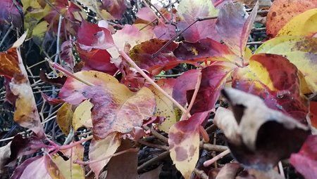herbst1.jpg