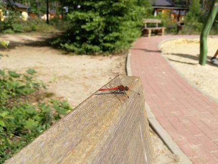 IMG_20170806_150032.jpg