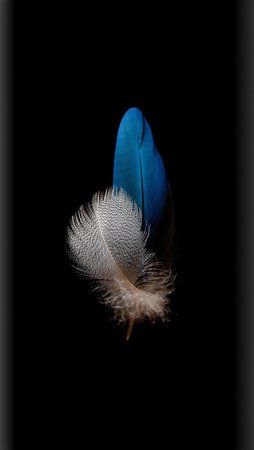 feather-01.jpg