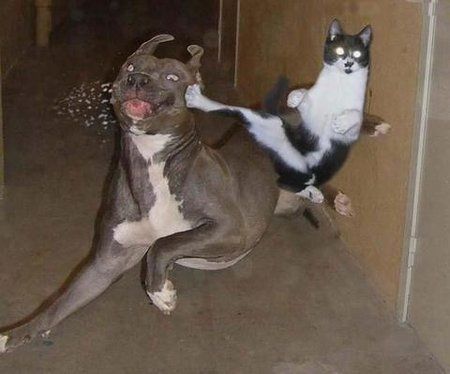 kungfu-katze.jpg