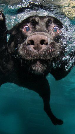 Dog-0dffed19-0241-326c-b77b-a68c7616cf2d.jpg