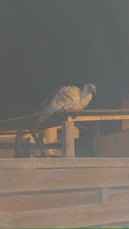IMAG0342.jpg