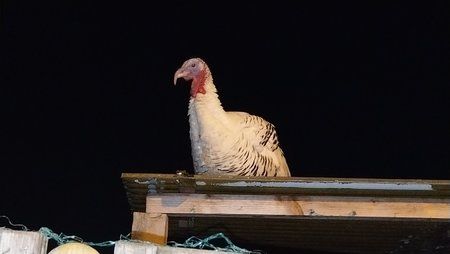 IMAG0354.jpg