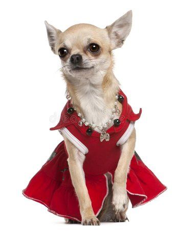 chihuahua-kleideten-im-roten-kleid-und-der-halskette-17597751.jpg