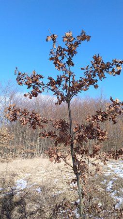 IMG_20180304_141829_730.jpg