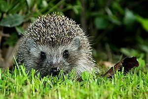 Jež_Hedgehog_1.JPG