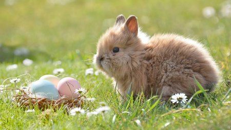 praxistipps.s3.amazonaws.com%2Ffeiertag-ostern-quelle-pixabay-_4039b731.jpg