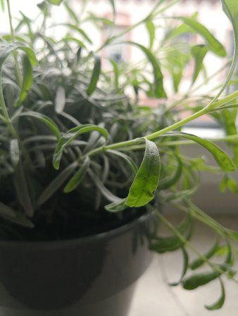 IMG_20180404_165308.jpg