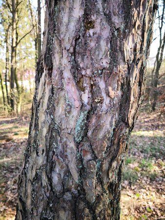 IMG_20180417_100228.jpg