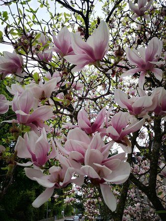 IMG_20180422_164427.jpg