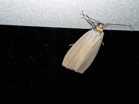 20180602_040616-01.jpeg