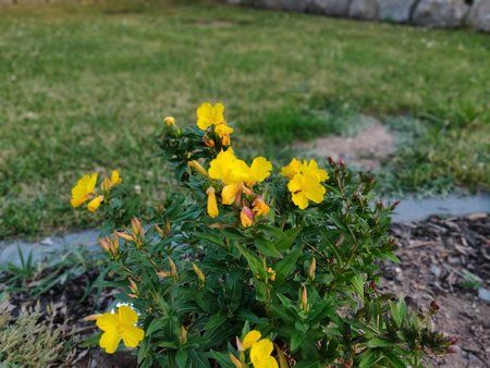 IMG_20180605_205447_Bokeh.jpg