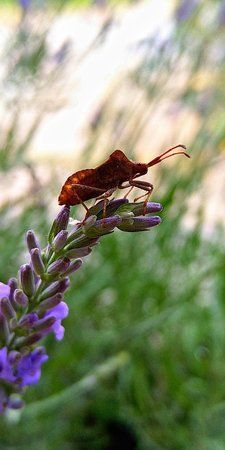 IMG_20180607_172223.jpg