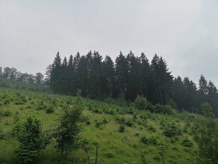 IMG_20180608_150541.jpg