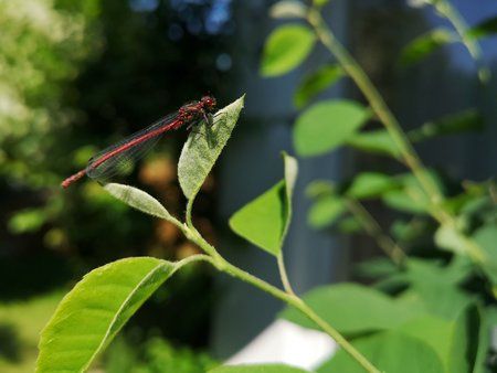 IMG_20180608_175115.jpg