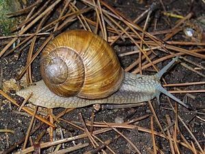 300px-Helix_pomatia_002.JPG