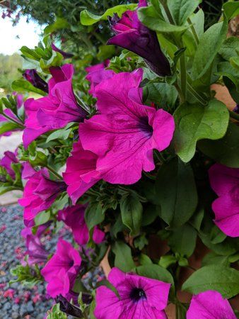 MVIMG_20180712_072627.jpg