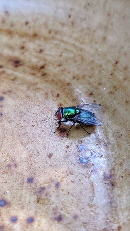 IMG_20180726_100231.jpeg