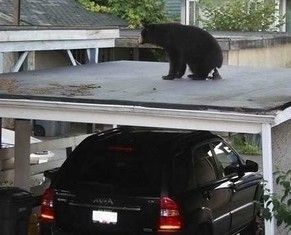 203948_Poothebear_01JqtnL-medium.jpg