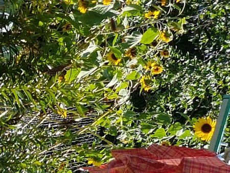 20180804_161007 samsung.jpg
