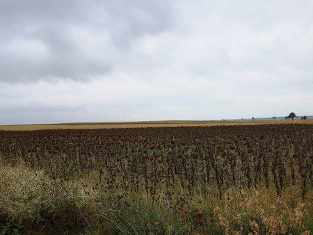 IMG_20180901_121928.jpg