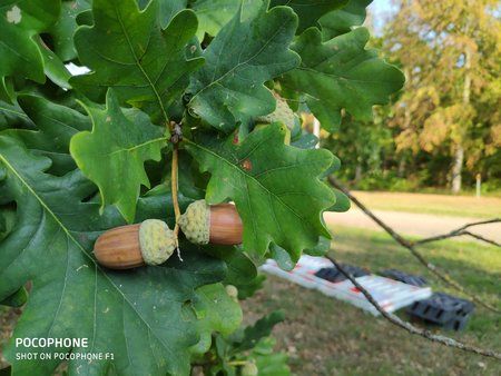 P_Acorn.jpg