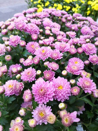 IMG_20180918_191223.jpg