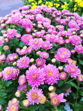 IMG_20180918_191225 ai.jpg