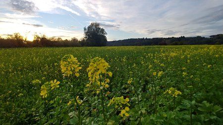 Rapsfeld_V30_Automatik_HDR.jpg