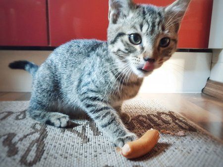 Kater.jpeg