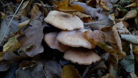 IMG_20181020_150033.jpg