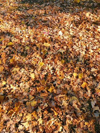 IMG_20181021_151258.jpg