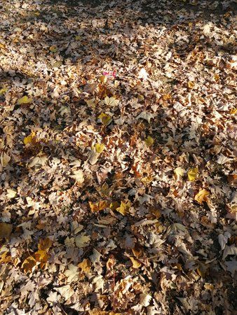 IMG_20181021_151301.jpg
