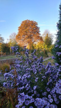 Herbst IMG_20181017_085408_HDR.jpg