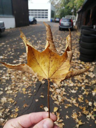IMG_20181019_133634.jpg