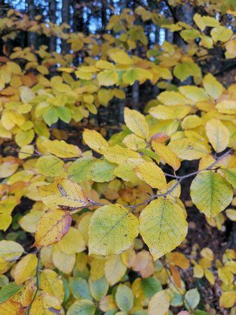 IMG_20181102_102654.jpg