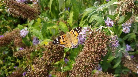 20180804_163103.jpg