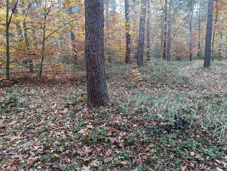 IMG_20181110_152240.jpg