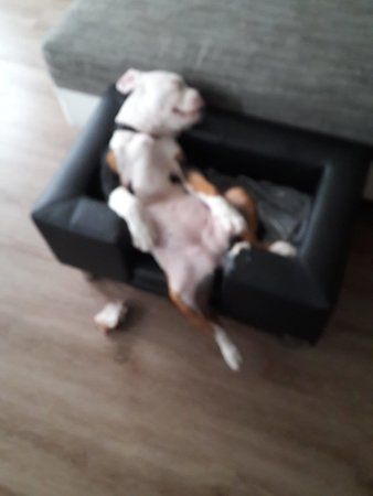 IMG-20181115-WA0025.jpg
