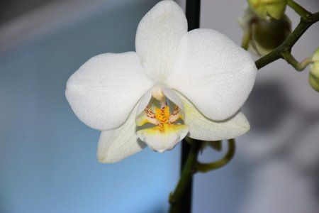 blume.jpg