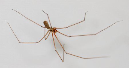 spinne.jpg