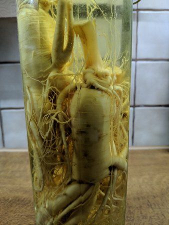 20 Jahre in Wodka eingelegter Ginseng.jpg