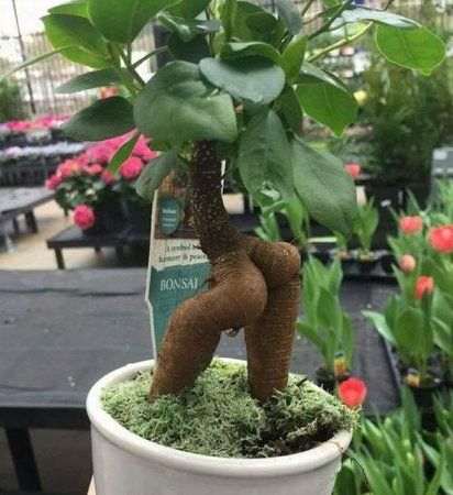 arschbaum.jpg